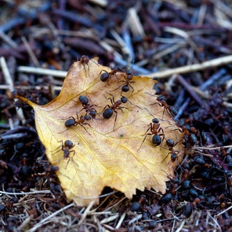 Northern hairy wood ants gathered around a fallen leaf on the forest floor at Bolehill Quarry, Derbyshire.